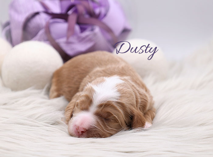 dusty from monroe and river week 1