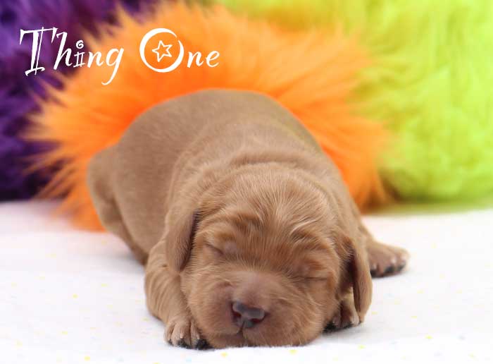 thing one from mayzie and rhodie week 1