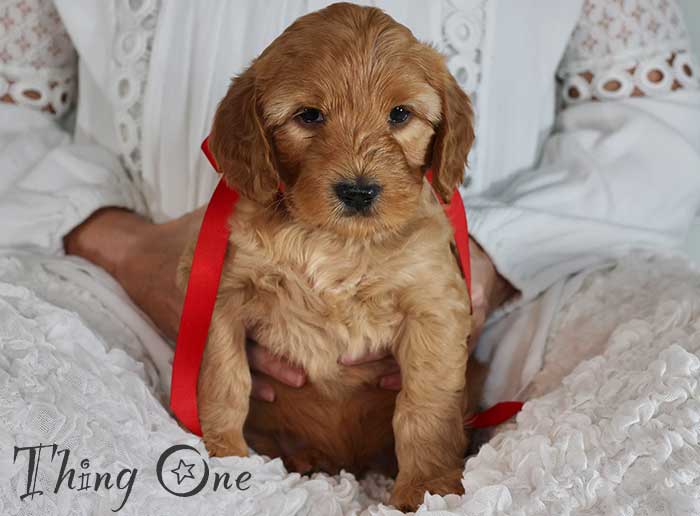 thing one from mayzie and rhodie week 5