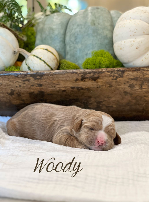 woody from birdie and river week 1