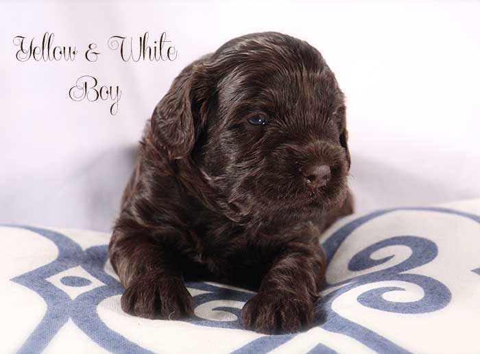 Yellow Chevron from Georgy and AJ week 3