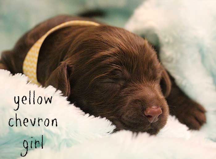 Yellow Chevron Girl from Georgy and AJ week 1