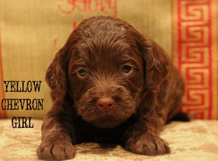 Yellow Chevron Girl from Georgy and AJ week 3