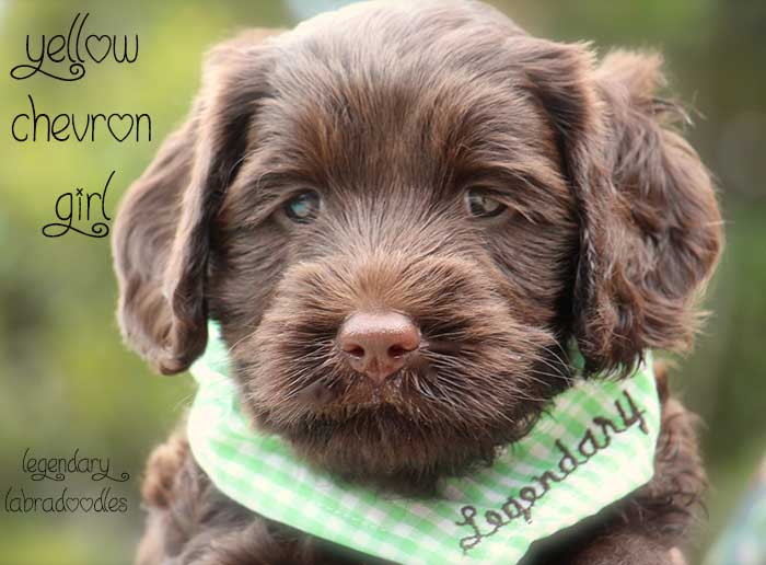 Yellow Chevron Girl from Georgy and AJ week 5