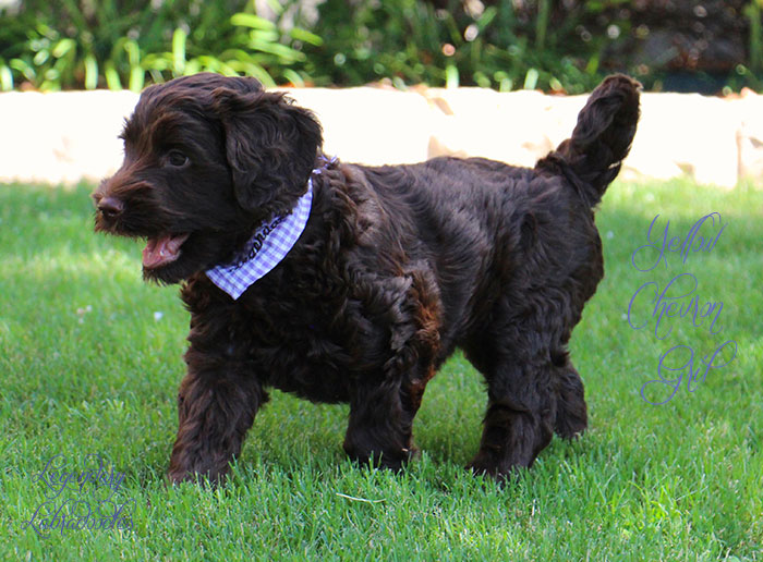 Yellow Chevron Girl from Georgy and AJ week 7