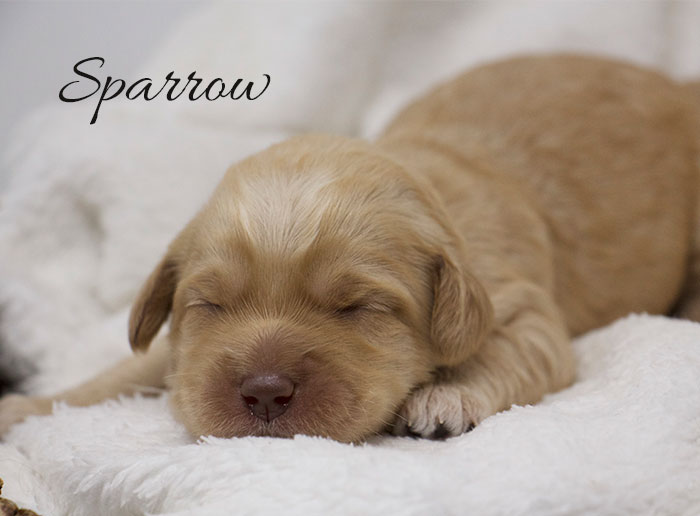 Sparrow from Jules and Rhodie week 1