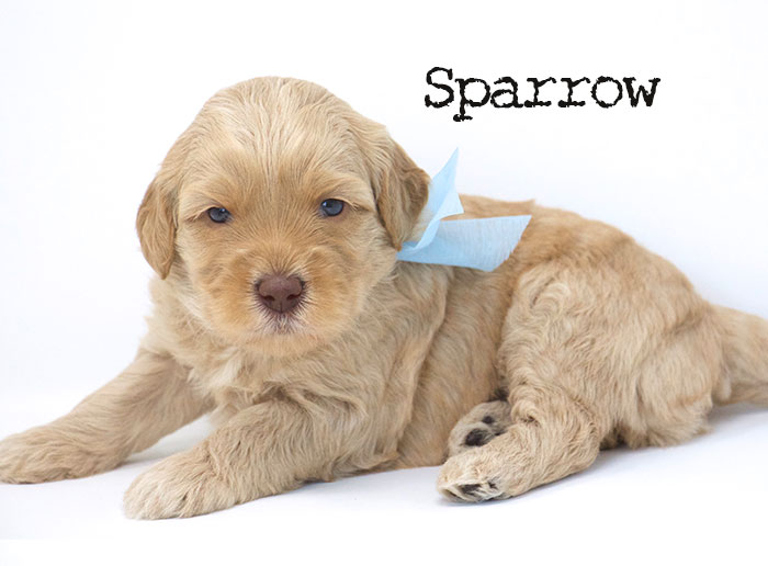 Sparrow from Jules and Rhodie week 3