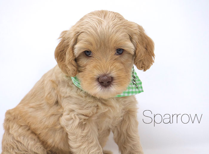 Sparrow from Jules and Rhodie week 5