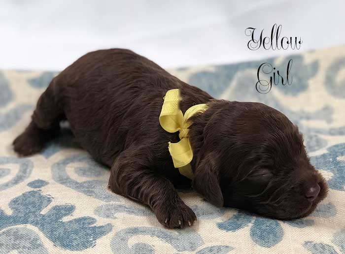 yellow girl from june and dutch week 1