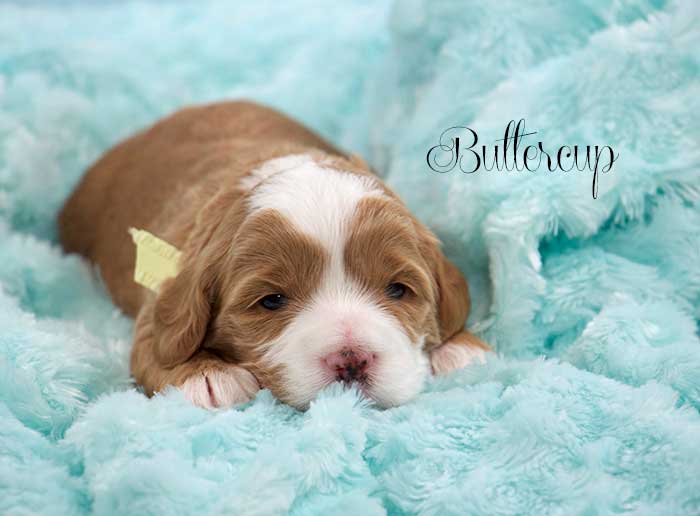 Yellow Girl from Lizzie and Rhodie week 3