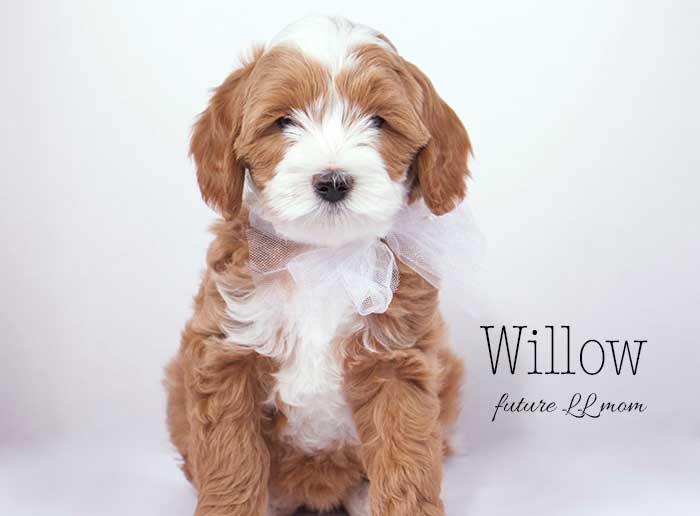 Yellow Girl from Lizzie and Rhodie week 7