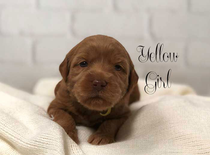 Yellow Girl from Rosie and AJ week 3