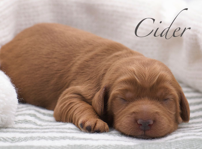 Cider from Parker and Remi week 1