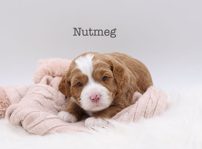 nutmeg from tobasco and flirt week 3