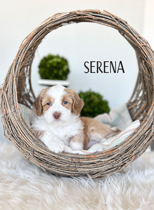 serena from libby and boots week 5