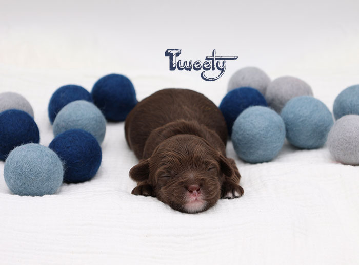 tweety from marlee and boots week 1