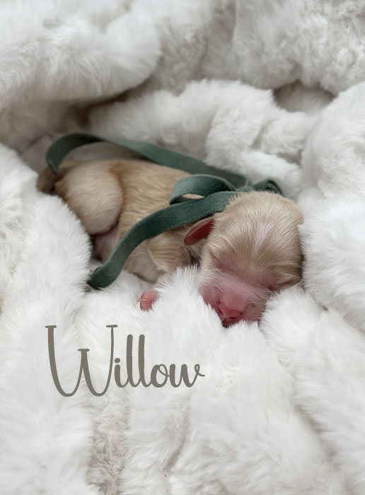 willow from aspen and river week 1