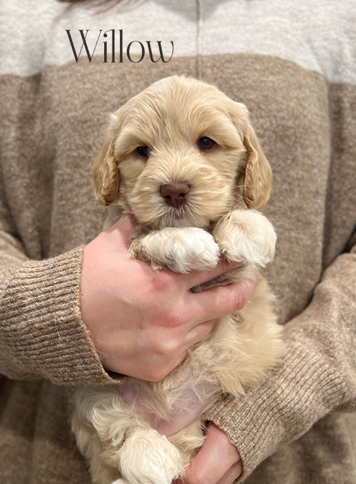 willow from aspen and river week 5