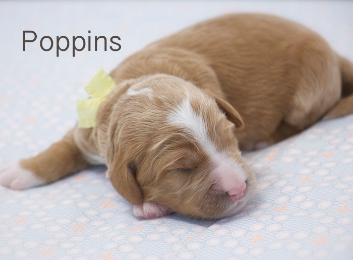 Poppins from Tallulah and Rhodie week 1