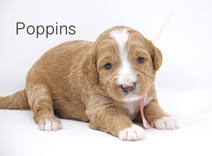 Poppins from Tallulah and Rhodie week 3