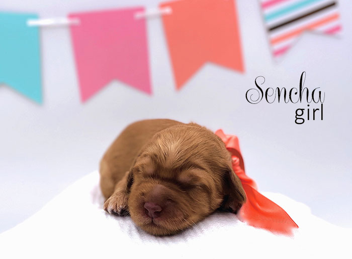 sencha from tallulah and rhodie week 1