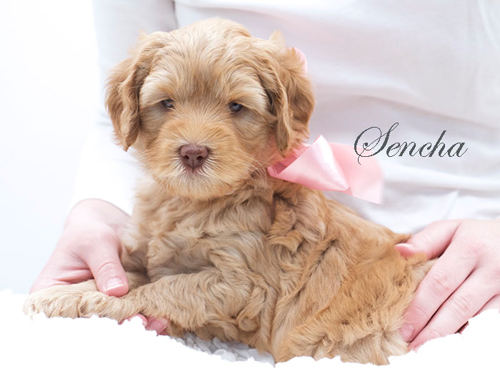 sencha from tallulah and rhodie week 5